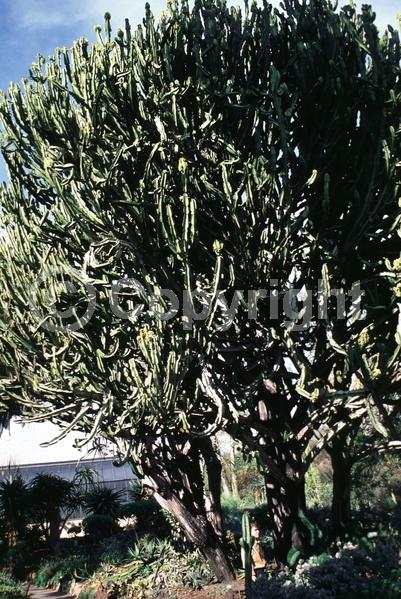 Unknown blooms; Deciduous