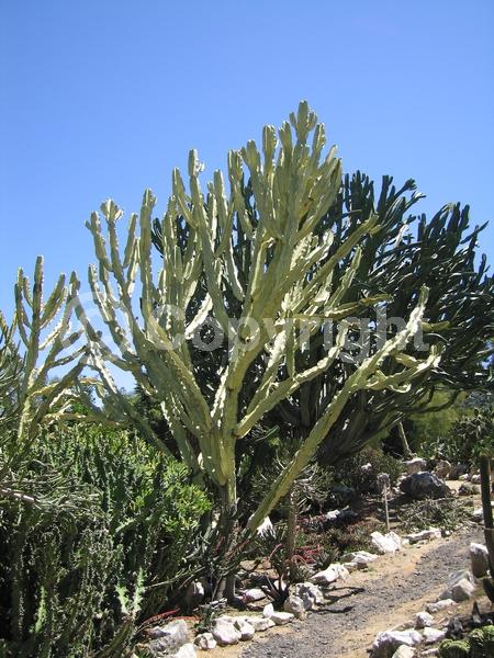 Unknown blooms; Deciduous