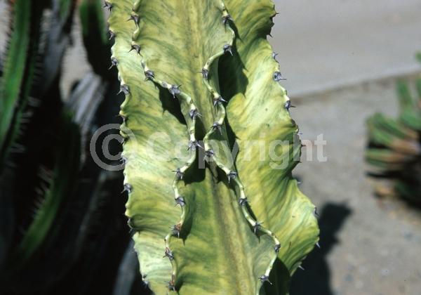 Unknown blooms; Deciduous