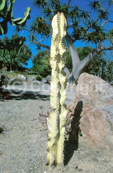 Unknown blooms; Deciduous
