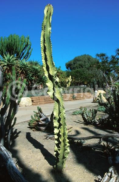 Unknown blooms; Deciduous