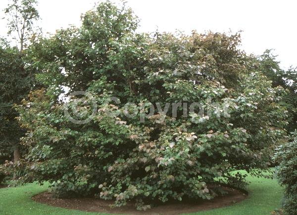 Red blooms; Deciduous