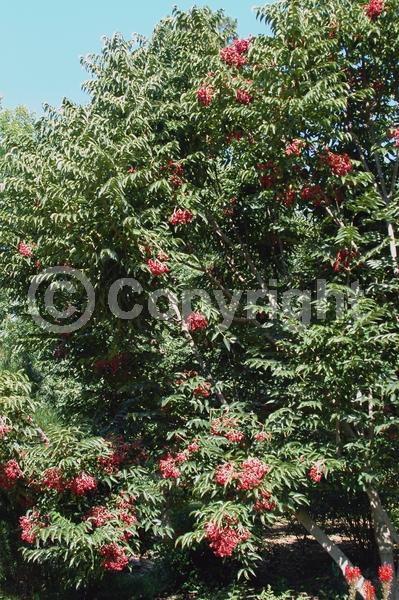 Yellow blooms; Deciduous