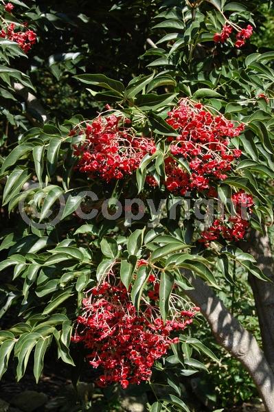 Yellow blooms; Deciduous