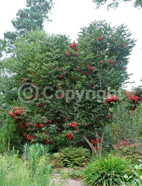 Yellow blooms; Deciduous