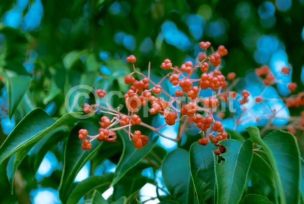 Yellow blooms; Deciduous
