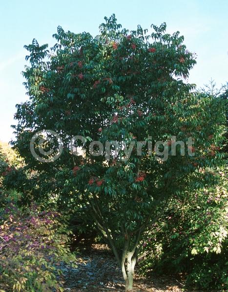 Yellow blooms; Deciduous