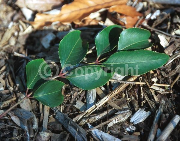 Yellow blooms; Deciduous