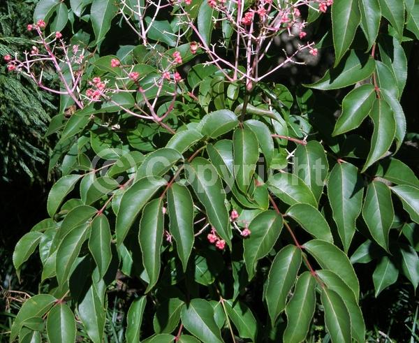 Yellow blooms; Deciduous