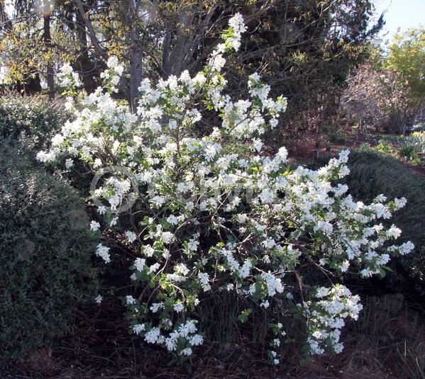 White blooms; Deciduous