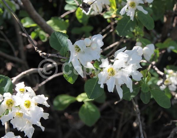 White blooms; Deciduous