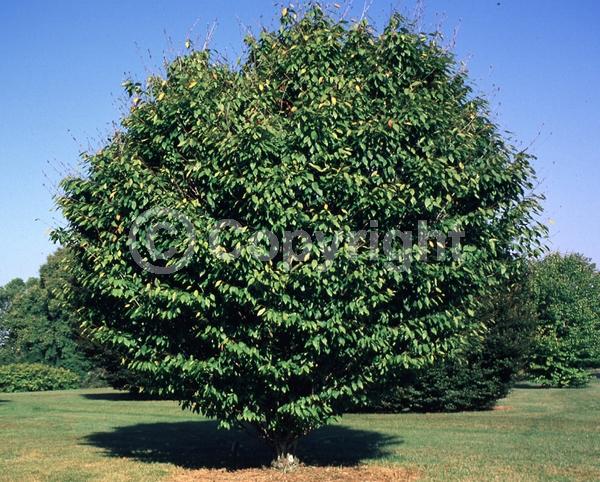 Unknown blooms; Deciduous; Broadleaf