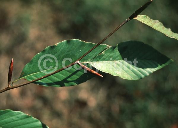 Unknown blooms; Deciduous; Broadleaf