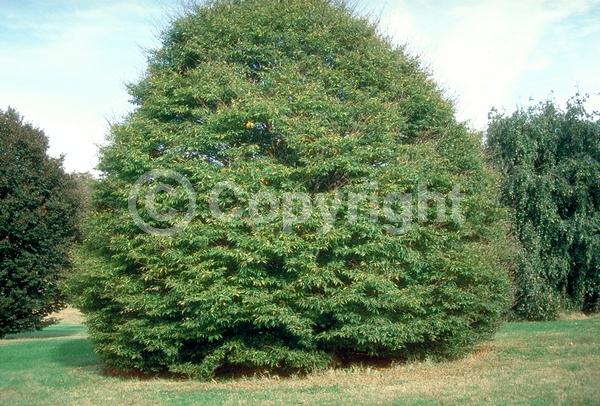 Unknown blooms; Deciduous; Broadleaf