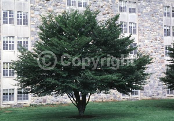 Unknown blooms; Deciduous; Broadleaf