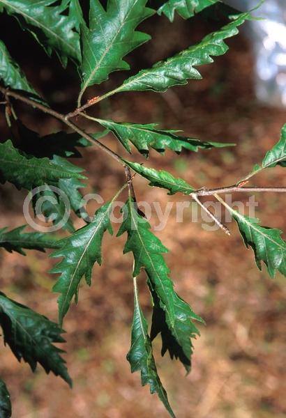 Unknown blooms; Deciduous; Broadleaf
