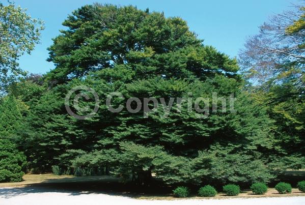 Unknown blooms; Deciduous; Broadleaf