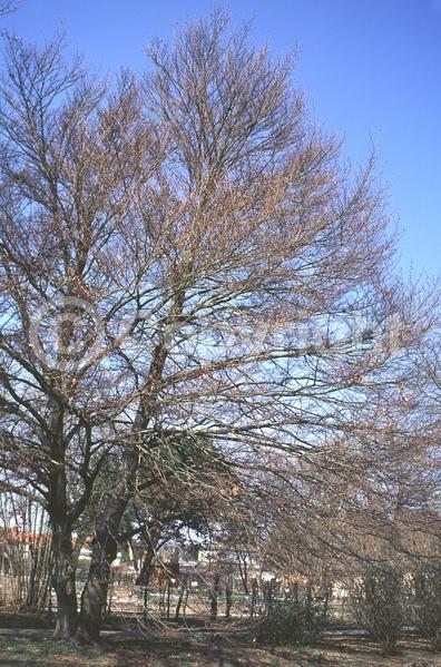 Unknown blooms; Deciduous; Broadleaf