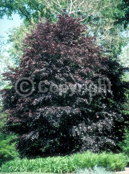Unknown blooms; Deciduous; Broadleaf