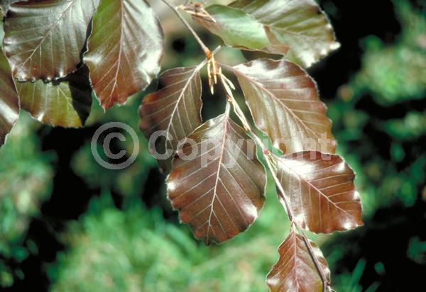 Unknown blooms; Deciduous; Broadleaf