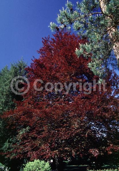 Unknown blooms; Deciduous; Broadleaf