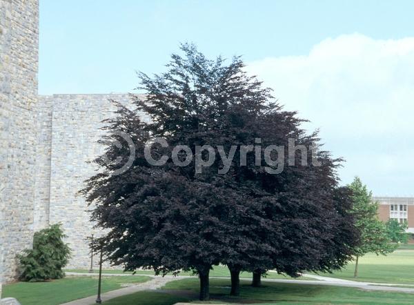 Unknown blooms; Deciduous; Broadleaf