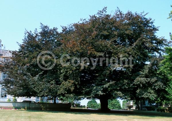 Unknown blooms; Deciduous; Broadleaf