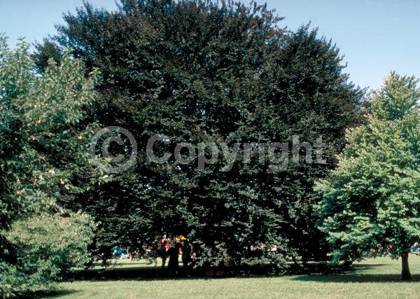 Unknown blooms; Deciduous; Broadleaf