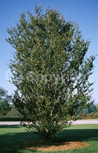 Unknown blooms; Deciduous; Broadleaf