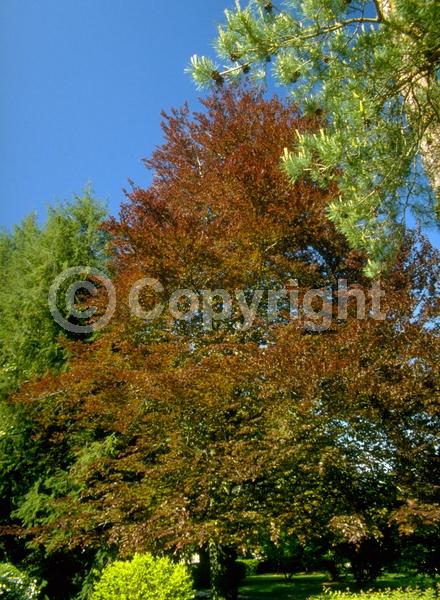 Unknown blooms; Deciduous; Broadleaf