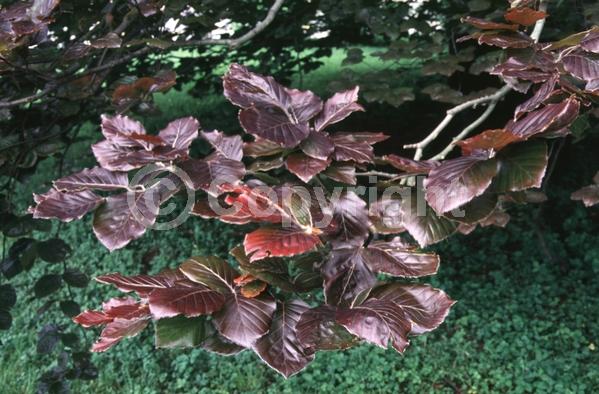 Unknown blooms; Deciduous; Broadleaf