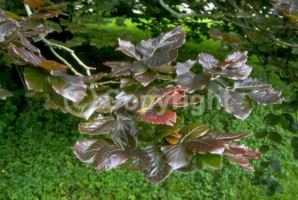 Unknown blooms; Deciduous; Broadleaf
