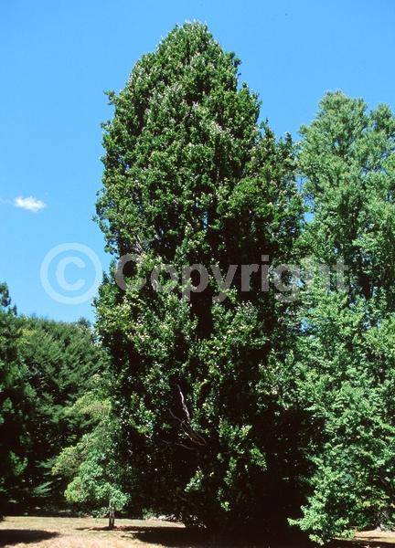 Unknown blooms; Deciduous; Broadleaf