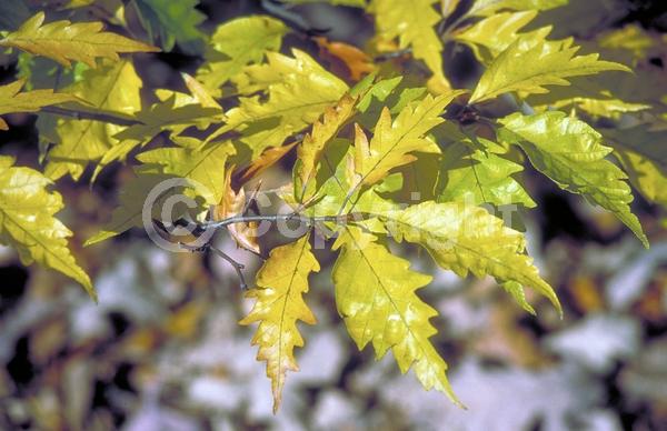 Unknown blooms; Deciduous; Broadleaf