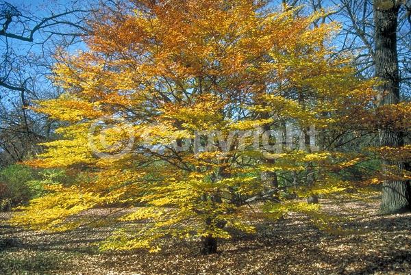 Unknown blooms; Deciduous; Broadleaf