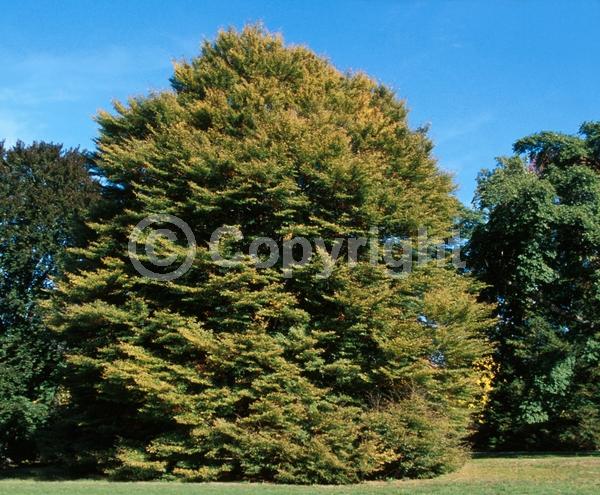 Unknown blooms; Deciduous; Broadleaf