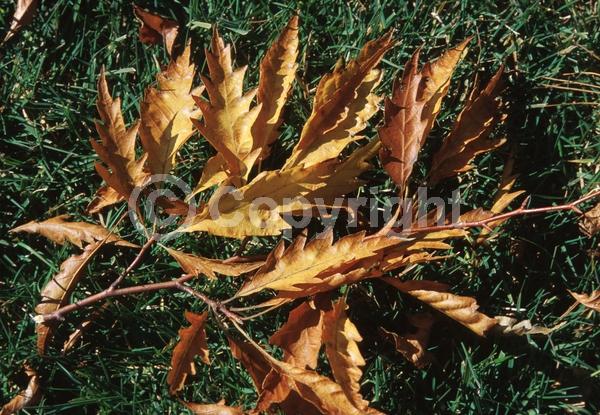 Unknown blooms; Deciduous; Broadleaf