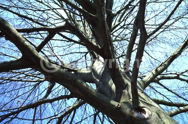 Unknown blooms; Deciduous; Broadleaf