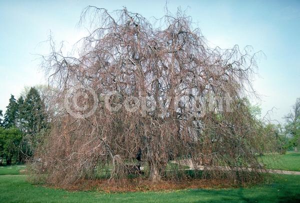 Unknown blooms; Deciduous; Broadleaf