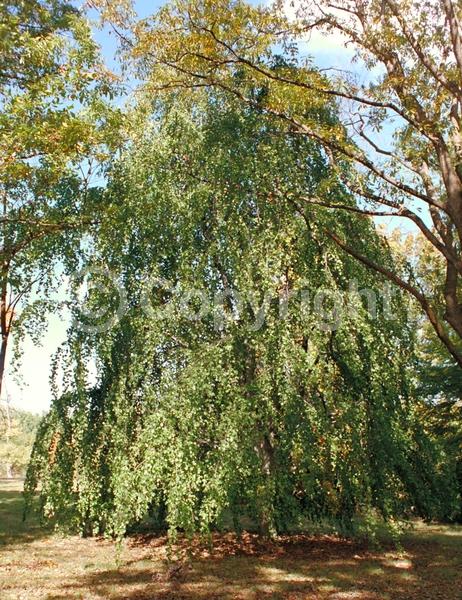 Unknown blooms; Deciduous; Broadleaf
