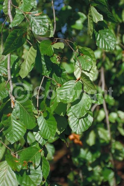 Unknown blooms; Deciduous; Broadleaf