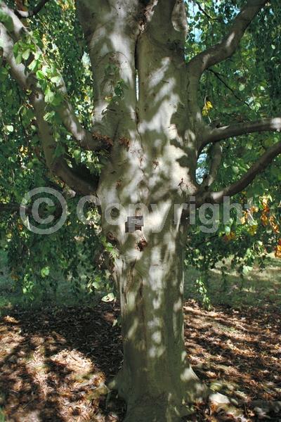 Unknown blooms; Deciduous; Broadleaf