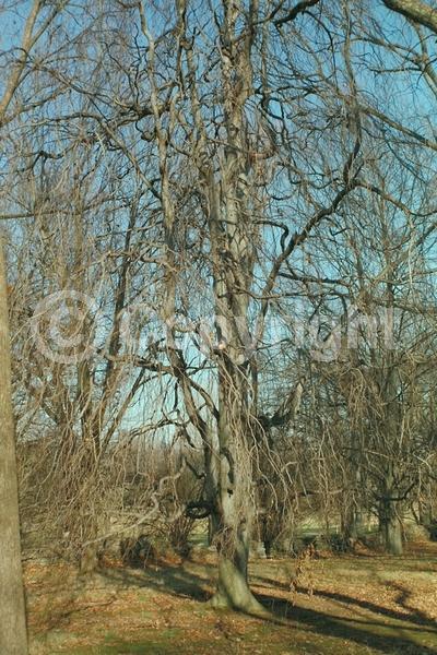 Unknown blooms; Deciduous; Broadleaf