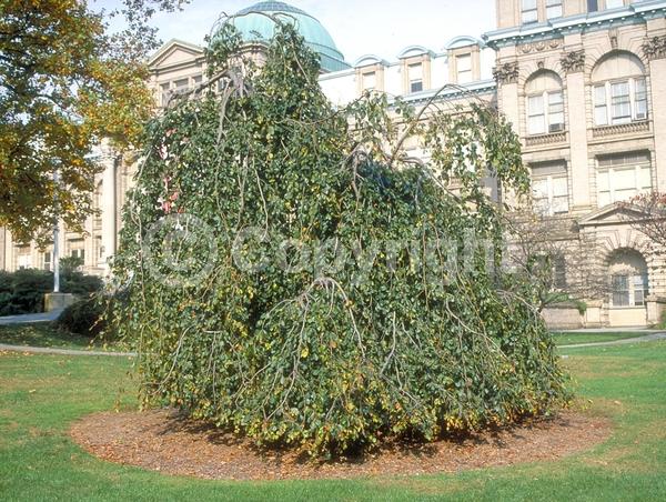 Unknown blooms; Deciduous; Broadleaf