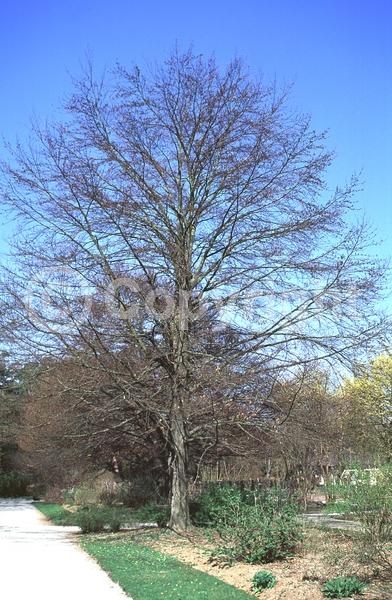 Unknown blooms; Deciduous; Broadleaf