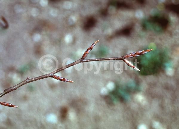 Unknown blooms; Deciduous; Broadleaf