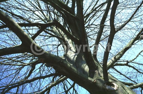 Unknown blooms; Deciduous; Broadleaf