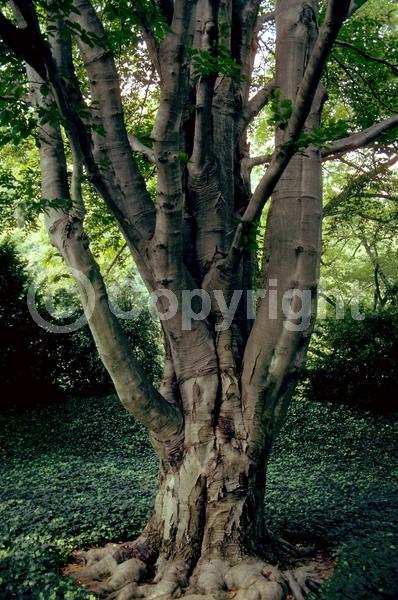 Unknown blooms; Deciduous; Broadleaf
