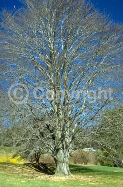 Unknown blooms; Deciduous; Broadleaf