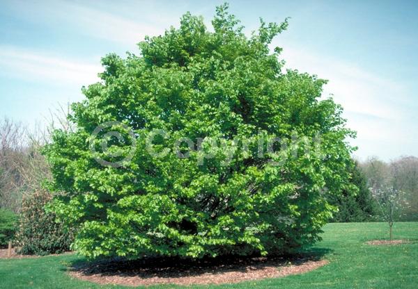 Unknown blooms; Deciduous; Broadleaf